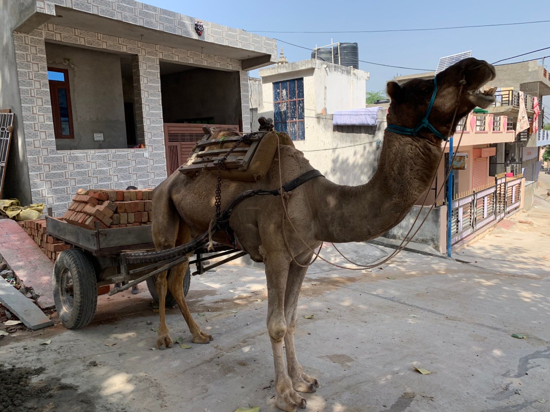 SW6CA1twT0CZJKl6SoFpXw